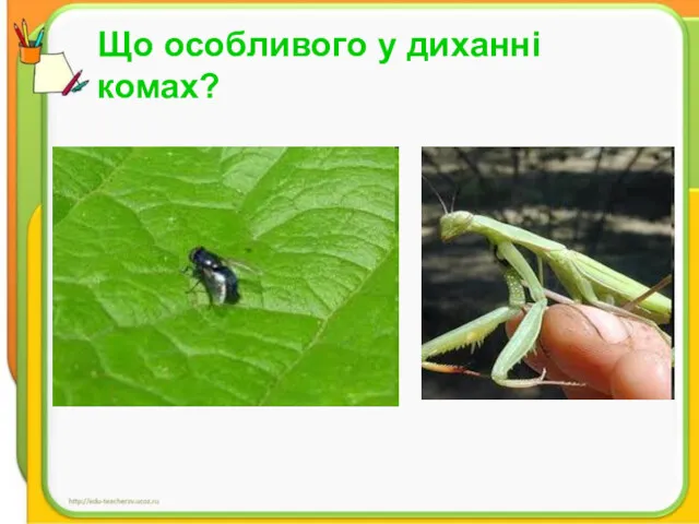 Що особливого у диханні комах? Що особливого у диханні комах?