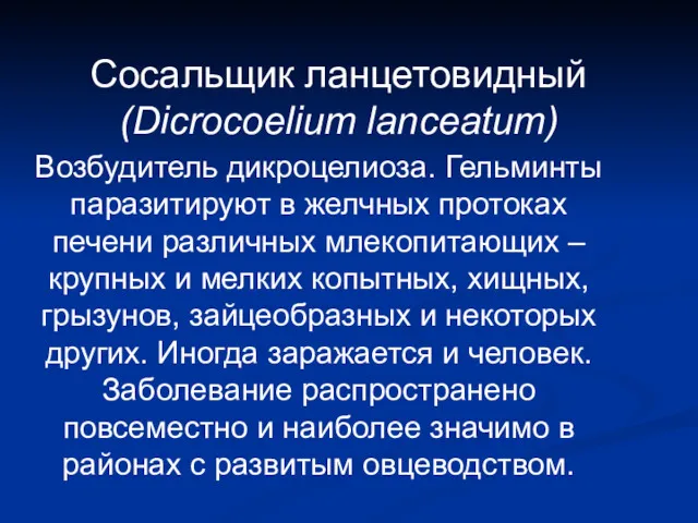 Сосальщик ланцетовидный (Dicrocoelium lanceatum) Возбудитель дикроцелиоза. Гельминты паразитируют в желчных