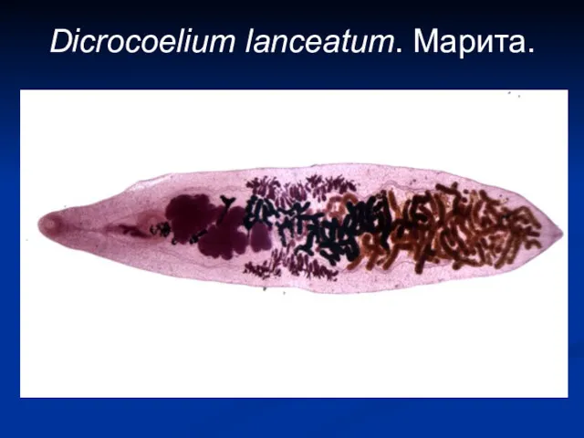 Dicrocoelium lanceatum. Марита.