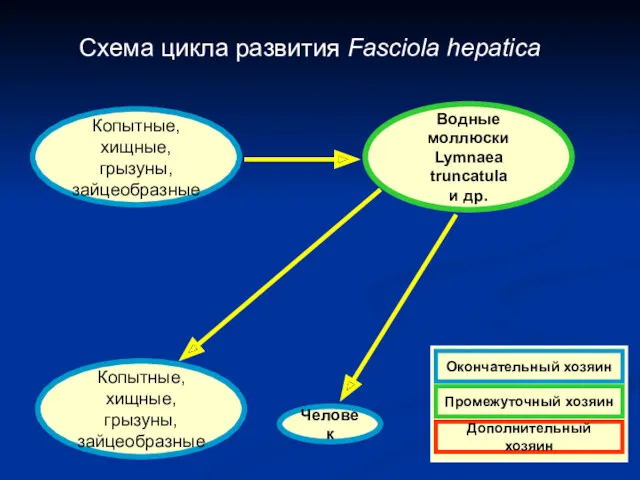 Схема цикла развития Fasciola hepatica Копытные, хищные, грызуны, зайцеобразные Водные