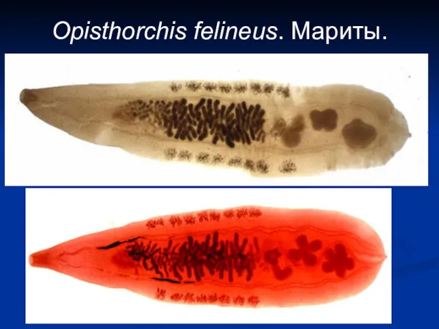 Opisthorchis felineus. Мариты.