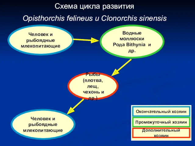 Схема цикла развития Opisthorchis felineus и Clonorchis sinensis Человек и