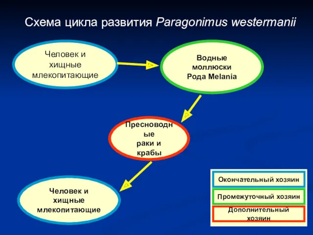 Схема цикла развития Paragonimus westermanii Человек и хищные млекопитающие Водные