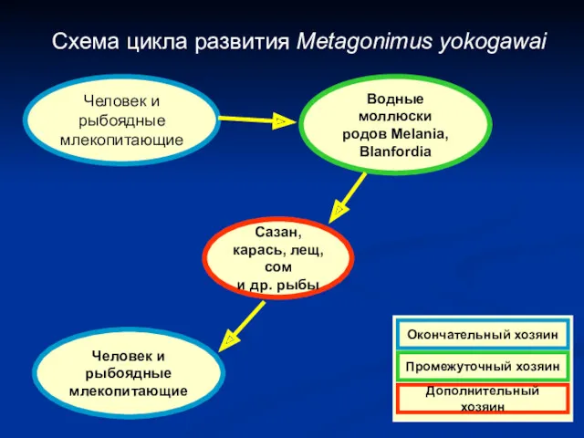 Схема цикла развития Metagonimus yokogawai Человек и рыбоядные млекопитающие Водные