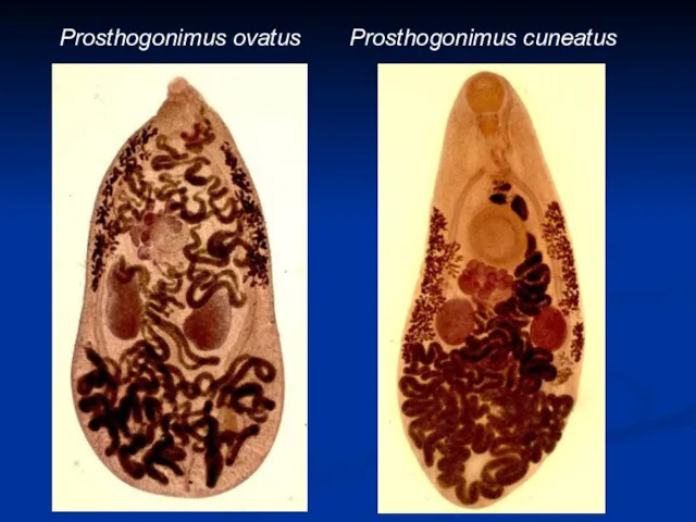 Prosthogonimus ovatus Prosthogonimus cuneatus