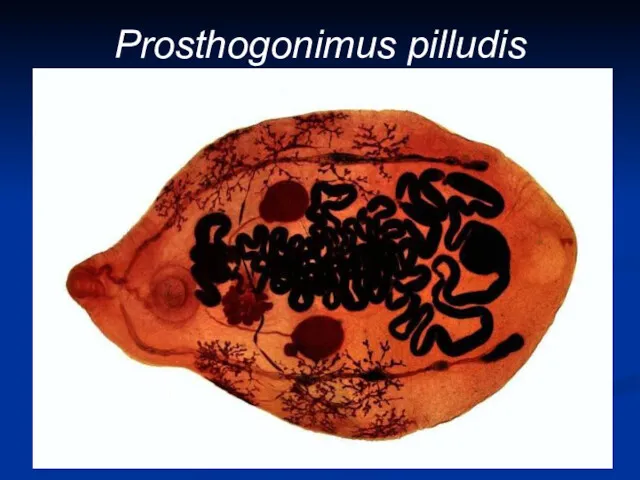 Prosthogonimus pilludis