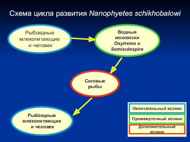 Схема цикла развития Nanophyetes schikhobalowi Рыбоядные млекопитающие и человек Водные