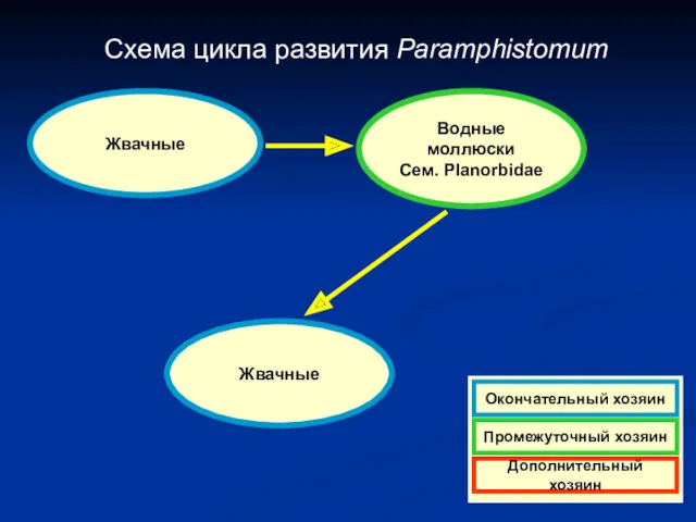 Схема цикла развития Paramphistomum Жвачные Водные моллюски Сем. Planorbidae Жвачные