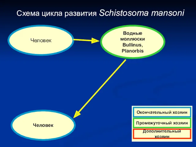 Схема цикла развития Schistosoma mansoni Человек Водные моллюски Bullinus, Planorbis Человек