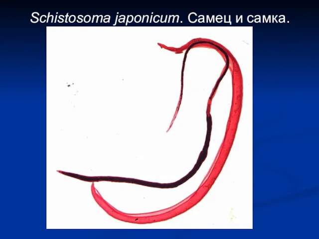 Schistosoma japonicum. Самец и самка.