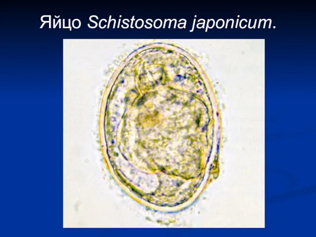 Яйцо Schistosoma japonicum.