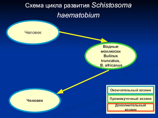 Схема цикла развития Schistosoma haematobium Человек Водные моллюски Bulinus truncatus, B. africanus Человек