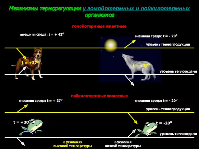 Механизмы терморегуляции у гомойотермных и пойкилотермных организмов гомойотермные животные пойкилотермные