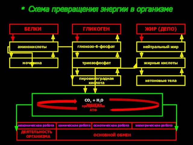 * Схема превращения энергии в организме глюкозо-6-фосфат аминокислоты нейтральный жир