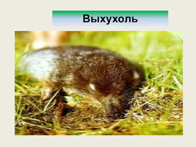 Выхухоль