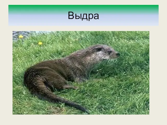 Выдра