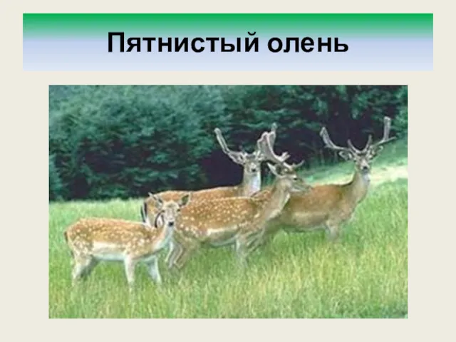 Пятнистый олень