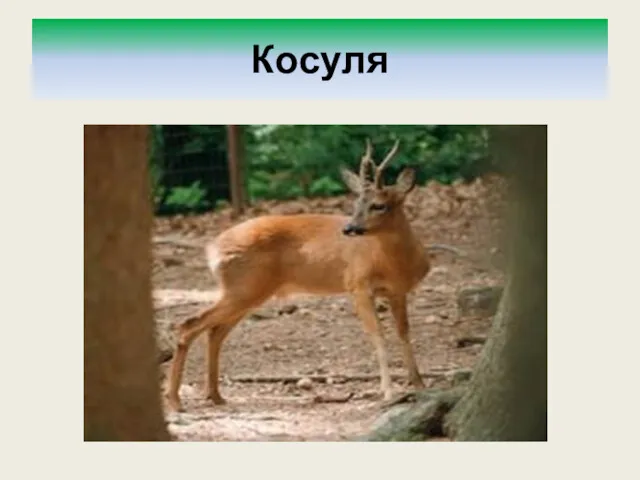 Косуля