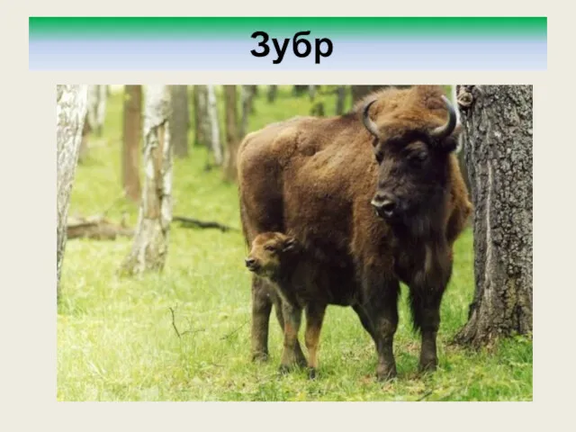 Зубр