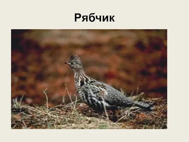 Рябчик