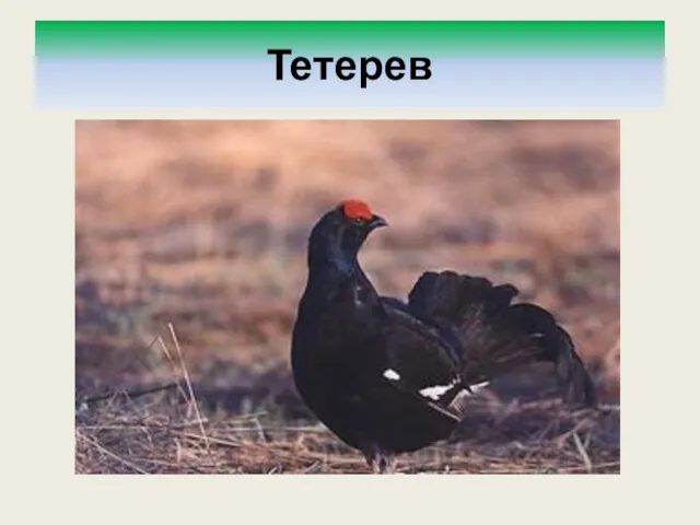 Тетерев