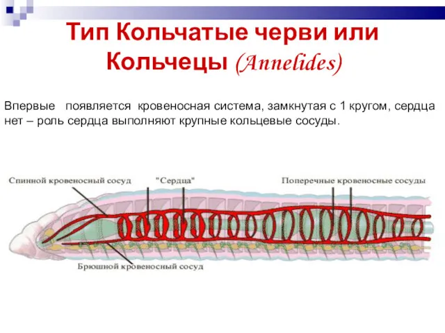 Тип Кольчатые черви или Кольчецы (Annelides) Впервые появляется кровеносная система,