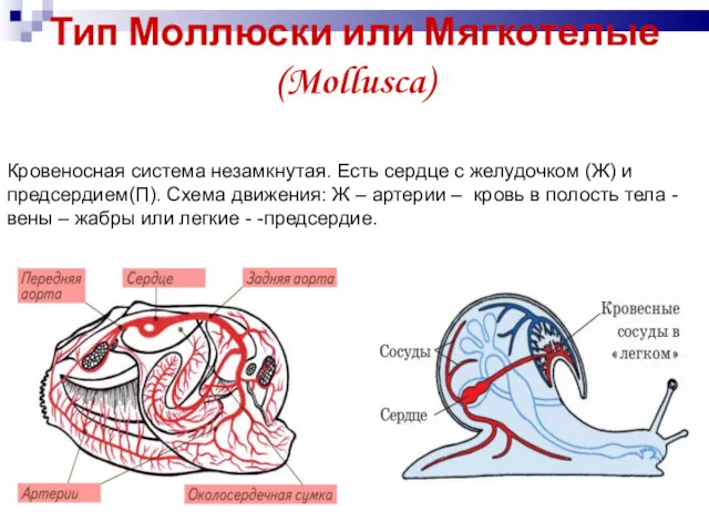 Тип Моллюски или Мягкотелые (Mollusca) Кровеносная система незамкнутая. Есть сердце