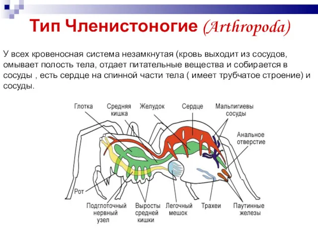Тип Членистоногие (Arthropoda) У всех кровеносная система незамкнутая (кровь выходит