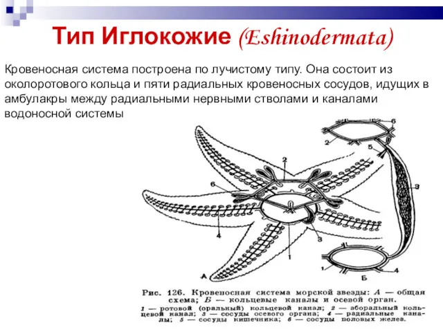 Тип Иглокожие (Eshinodermata) Кровеносная система построена по лучистому типу. Она