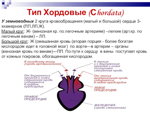 Тип Хордовые (Сhordata) У земноводных 2 круга кровообращения (малый и