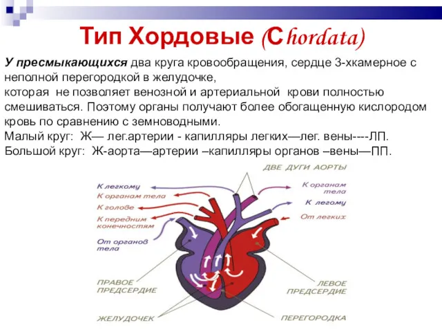 Тип Хордовые (Сhordata) У пресмыкающихся два круга кровообращения, сердце 3-хкамерное