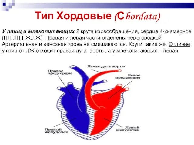 Тип Хордовые (Сhordata) У птиц и млекопитающих 2 круга кровообращения,