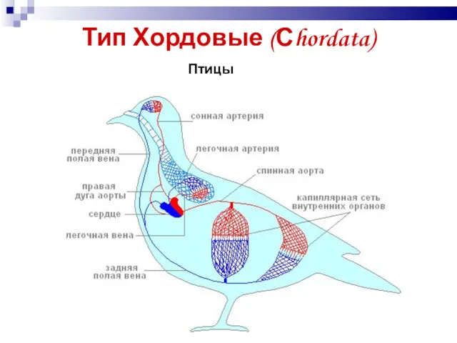 Тип Хордовые (Сhordata) Птицы