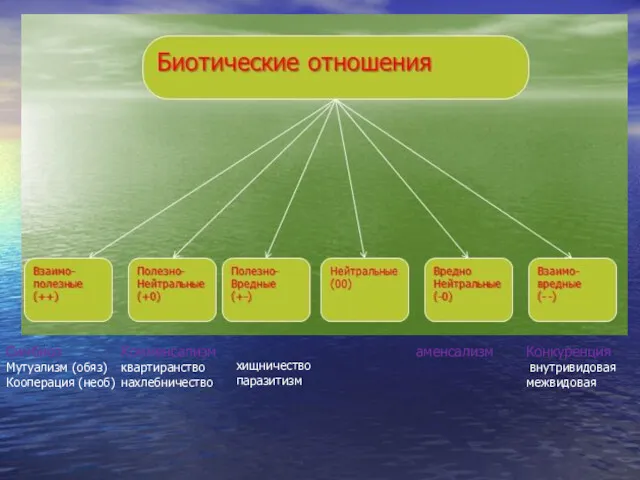 Результат Конкуренция внутривидовая межвидовая Симбиоз Мутуализм (обяз) Кооперация (необ) Комменсализм квартиранство нахлебничество хищничество паразитизм аменсализм