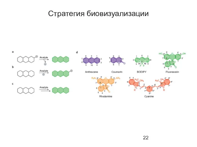 Стратегия биовизуализации