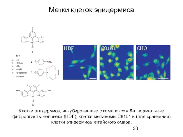 Метки клеток эпидермиса Клетки эпидермиса, инкубированные с комплексом 9а: нормальные