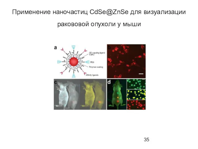 Применение наночастиц СdSe@ZnSe для визуализации ракововой опухоли у мыши