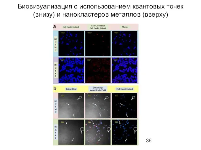 Биовизуализация с использованием квантовых точек (внизу) и нанокластеров металлов (вверху)