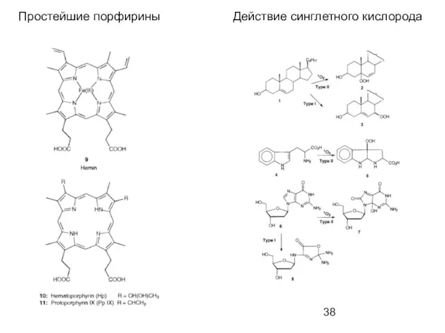 Простейшие порфирины Действие синглетного кислорода