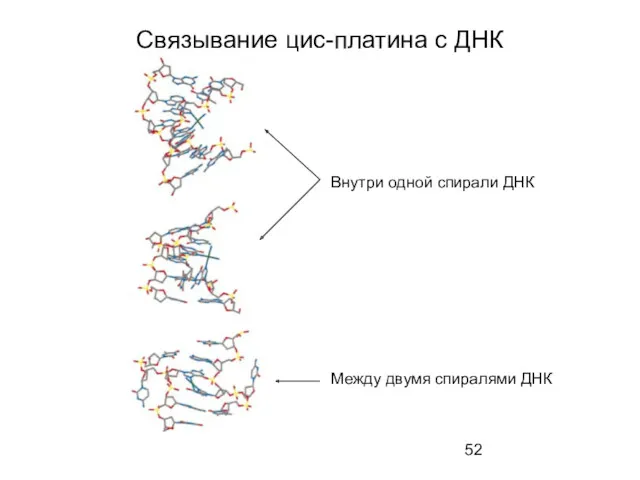 Связывание цис-платина с ДНК Внутри одной спирали ДНК Между двумя спиралями ДНК