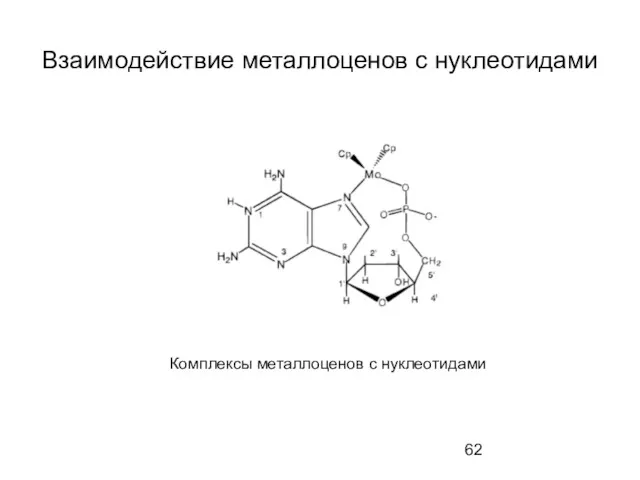 Взаимодействие металлоценов с нуклеотидами Комплексы металлоценов с нуклеотидами