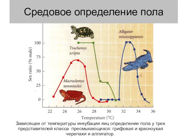 Зависящее от температуры инкубации яиц определение пола у трех представителей класса пресмыкающихся: грифовая