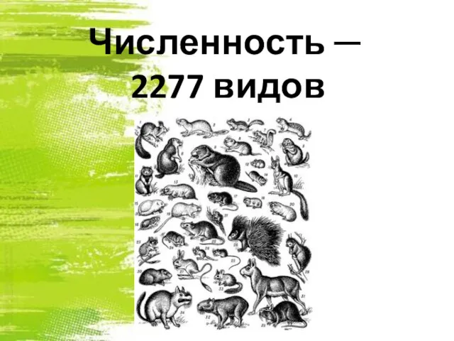 Численность ─ 2277 видов