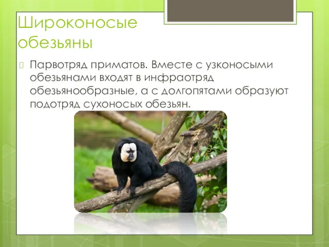 Широконосые обезьяны Парвотряд приматов. Вместе с узконосыми обезьянами входят в