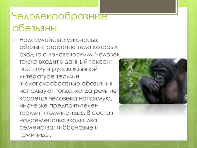 Человекообразные обезьяны Надсемейство узконосых обезьян, строение тела которых сходно с