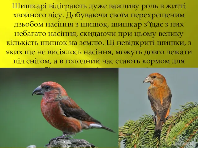 Шишкарі відіграють дуже важливу роль в житті хвойного лісу. Добуваючи