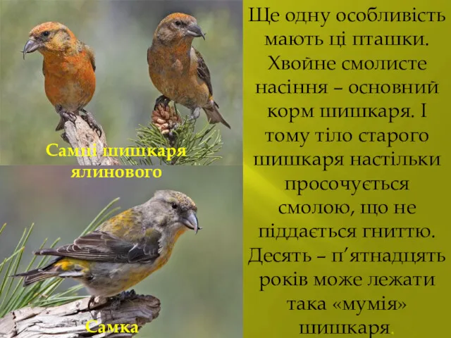 Ще одну особливість мають ці пташки. Хвойне смолисте насіння –