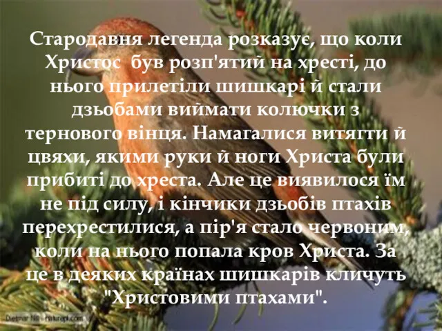 Стародавня легенда розказує, що коли Христос був розп'ятий на хресті,