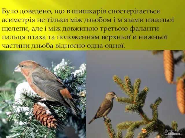 Було доведено, що в шишкарів спостерігається асиметрія не тільки між