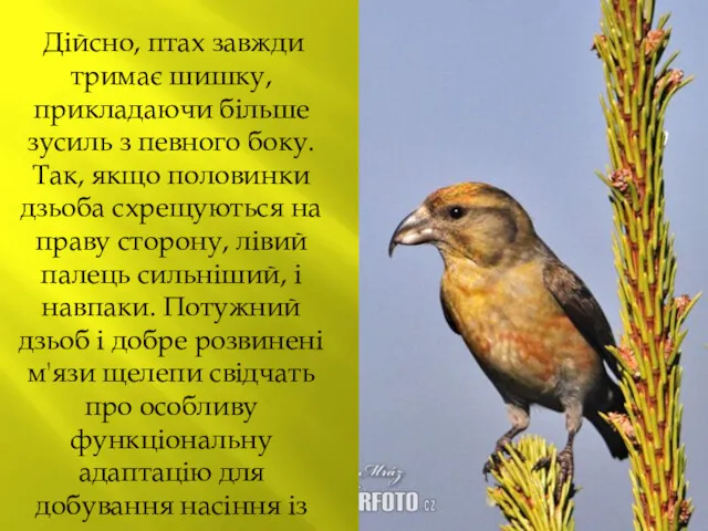 Дійсно, птах завжди тримає шишку, прикладаючи більше зусиль з певного